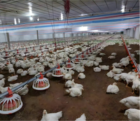 Abri durable et moderne en acier léger, ignifuge et anticorrosion, pour volailles et bétail, destiné aux poulets de chair, aux poulets de ponte et aux reproducteurs de poulets commerciaux