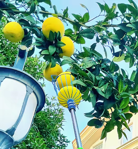 Recogedor de Frutas Ajustable con Barra Telescópica, Herramienta para Recoger Frutas de Gran Altura como Manzanas, Naranjas y Mangos - Product Image 5