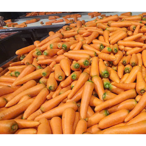 Verduras de zanahoria frescas duraderas excelente sabor orgánico vietnamita agrícola cultivo al por mayor excelente postventa - Product Image 5