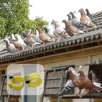 RFID 134.2Khz traçage des pigeons anneau de jambe personnaliser la taille anneau de suivi anneaux de pigeon en caoutchouc pour la course pigeon oiseaux canards oie poules