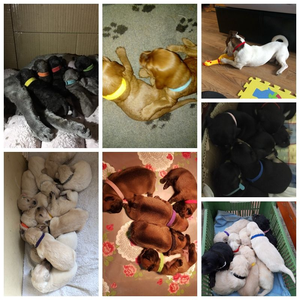 Stock superventas 12 colores ajustable cachorro ID bandas collares - Product Image 6