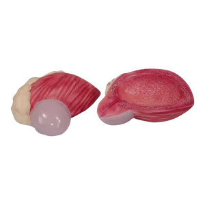 Mô hình mở rộng khoa học y tế ADA của bàng quang tiết niệu và não với các động mạch trên đầu để dạy và học giải phẫu - Product Image 3