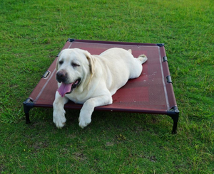 중국 공장 직접 섬유 개 침대 공장 가격 인쇄 패턴 판지 포장 야외 애완 동물 매트 제기 - Product Image 4