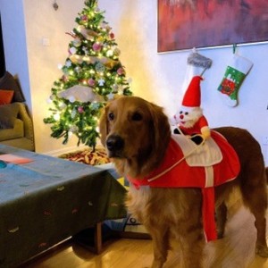 Shine Christmas Pet Riding Outfit Santa Costume <b>For</b> Dogs And <b>Cats</b> Medium Large Breeds Winter Holiday Dress Up <b>Clothes</b> - Product Image 3