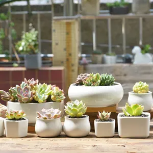 En gros Extérieur Jardin Intérieur Petit Mini Succulent Cactus Blanc Pots En Céramique pour Plantes avec Trou De Drainage