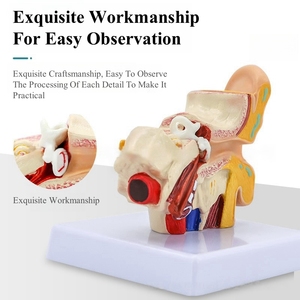 Mô hình hiển thị tai người bằng nhựa PVC Chất lượng cao cho giáo dục khoa học y tế có đặc điểm tai trong giữa bên ngoài - Product Image 2