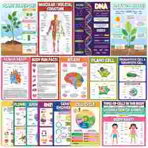 18 Affiches de Sciences Biologiques en Papier Imperméable pour la Classe de Collège/Lycée – Matériel Pédagogique pour Étudiants - Product Image 2