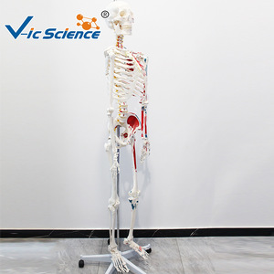 Modèle d'anatomie squelettique humaine avec coloration et numérotation des muscles à des fins pédagogiques pour les écoles de médecine. - Product Image 4