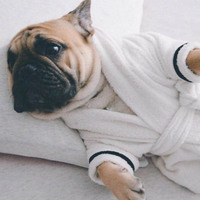 Peignoir pour chien solide, absorbant, à séchage rapide, confortable, pour toutes les saisons, tissu doux pour chiots et chatons