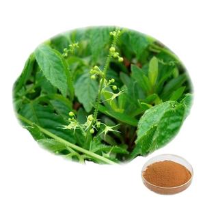 10:1 20:1 Gymnema Sylvestre Extract Poeder En 25% 75% Gymnemisch Zuur Gymnema Sylvestre Extract Voor Gezondheidsproduct Formuleringen - Product Image 3