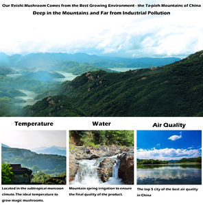 Qinshantang Aceite de Esporas de Hongo Reishi (Ganoderma Lucidum Duanwood) Orgánico Certificado, 100% Puro, 1kg, en Cápsulas Blandas - Product Image 5