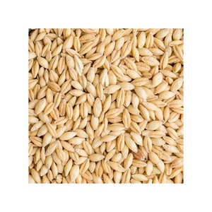 Grano de Cebada Sin Cáscara Seco de Primera Calidad, Cebada para Maltear a Granel - Product Image 1