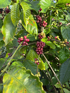 ของเล่นสุนัขไม้กาแฟจากโรงงานโดยตรง ของเล่นสุนัขออร์แกนิคธรรมชาติ แท่งทำความสะอาดฟัน ใช้งานได้นาน ผลิตในเวียดนาม รับผลิตแบบ OEM ODM ขนาด XL - Product Image 5