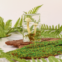 Petits spécimens de plantes séchées pour taxidermie, décoration biologique, champignons, artisanat en résine fait main