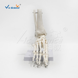 Modèle d'os de pied humain adulte naturel, squelette de pied, spécimens anatomiques médicaux pour l'enseignement, vente en gros - Product Image 4