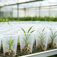 Pots à fleurs transparents en résine pour orchidées Phalaenopsis et amaryllis – Respirants, contrôle des racines, design épuré, résistants à la corrosion