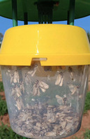 Liquide attractif non toxique pour le ver de l'armée (Spodoptera frugiperda) – Phéromone sexuelle – Équipement de lutte antiparasitaire écologique