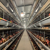 H Cages en batterie automatiques en acier galvanisé avec bande de fumier pour poules pondeuses, équipement avicole pour la production d'œufs, vente en Algérie