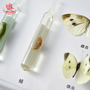 Especímenes de insectos, historias de vida de la mariposa blanca del repollo, especímenes para educación científica, biológicos de animales e insectos - Product Image 4