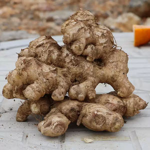 Radice di Zenzero Fresco Biologico Certificato |   Senza pesticidi |   Qualità Premium |   Cibo Pronto da Mangiare |   Prezzi all'Ingrosso di Fabbrica - Product Image 6