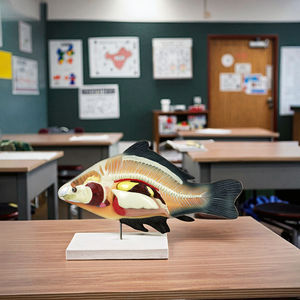 Modelo de Anatomía de pez Carpa (Cyprinus <span class=keywords><strong>Carpio</strong></span>), modelo médico de PVC para Escuela de Medicina - Product Image 6
