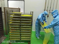 Quercétine dihydratée 98% de qualité industrielle CGMP, extrait de Sophora japonica, poudre de quercétine