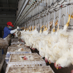 Qingdao Raniche Mini planta procesadora de pollos matadero de pollos cerca de <span class=keywords><strong>mí</strong></span> equipo de carnicero máquina de matanza para pollos - Product Image 3