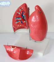 Modèle d'anatomie du poumon humain en 4 parties, modèle anatomique grandeur nature, modèle médical précis du poumon humain, modèle scientifique d'anatomie pulmonaire CE/ISO