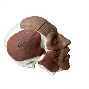 Modèle de crâne <span class=keywords><strong>humain</strong></span> avec muscles faciaux, moitié musculaire, moitié <span class=keywords><strong>squelette</strong></span>, modèle anatomique pour l'enseignement médical, marque Huichun, fabriqué en Chine - Product Image 1