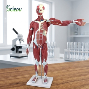 Modèle anatomique <span class=keywords><strong>humain</strong></span> complet en PVC SCIEDU personnalisé avec 27 pièces, modèle anatomique médical éducatif - Product Image 1