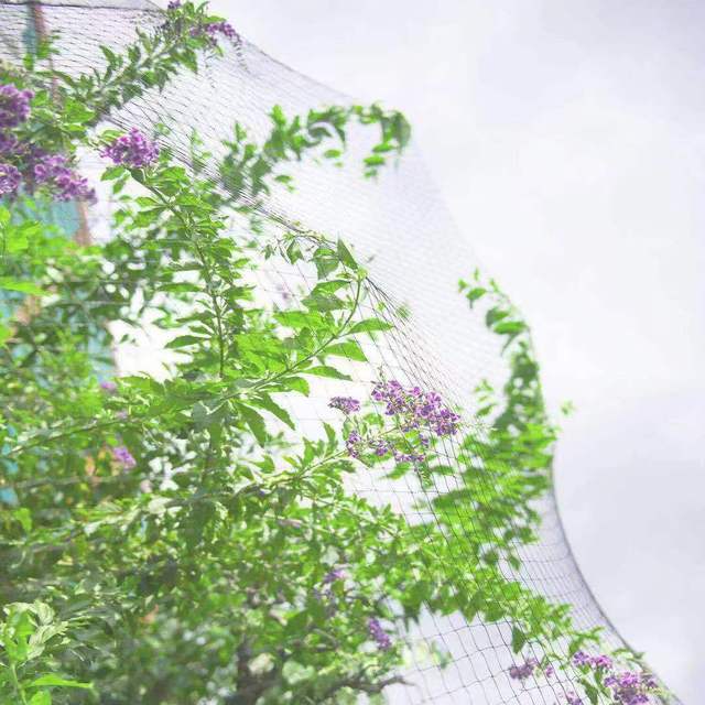 Premium 55g Bird Netting 10mm  HDPE Orchard & Vineyard Anti-Bird Mesh | Berry & Fruit Tree Crop Protection