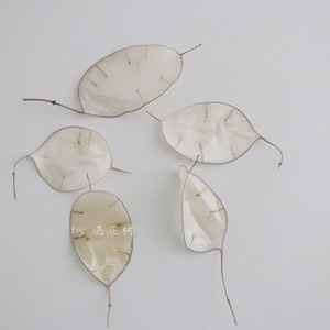 Yunnan — fleur lunaire sèche naturelle, pour la décoration de la maison, haute vente - Product Image 3