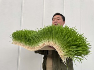 Lyine 1000kg/ngày lúa mạch cỏ phát triển phòng Hạt Giống Nảy mầm vận chuyển thức ăn gia súc <span class=keywords><strong>container</strong></span> cho động vật Ngựa gia súc bò cừu thức ăn - Product Image 2