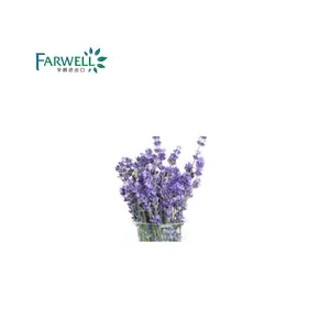 Farwell薰衣草油 8000-28-0