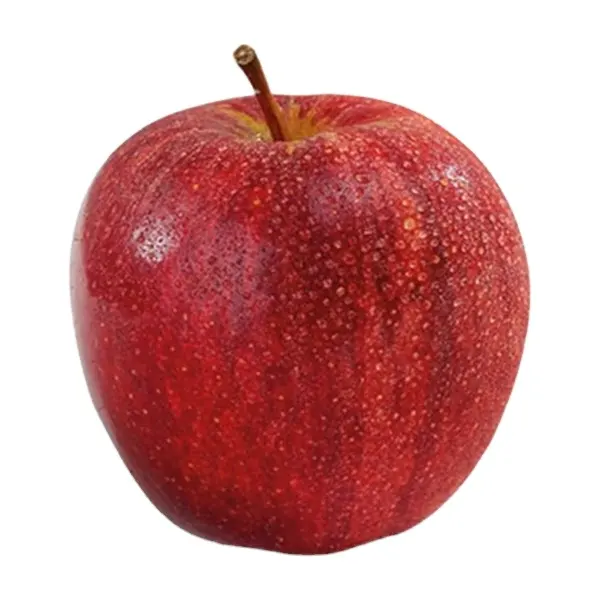 Gala Apple Apel Emas Merah Lezat Nenek Smith Kemasan 18 KG Warna Merah CIF Buah Segar Tempat Model Agrwell Turnishgoods