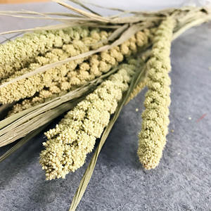 Tiges de millet rétro en gros, épis de céréales naturelles, fleurs séchées préservées pour arrangements, garniture de vase, décoration bohème pour la maison et les mariages - Product Image 5