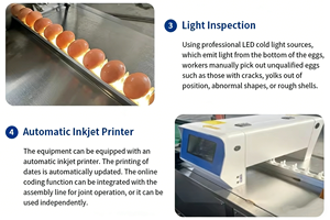Machine automatique de lavage et de tri des œufs de poulet et de canard en acier inoxydable, haute capacité, pour l'utilisation en ferme - Product Image 5