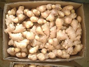 Hàng Mới Về!!! -Không khí tươi khô gừng, cung cấp trong 40 ''container lạnh gừng - Product Image 4