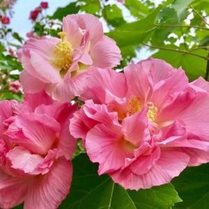 Beautiful Japanese Hibiscus Double Petal Large Coral Flowers For Courtyard Balcony Garden <b>Ornamental</b> Plant - Product Image 4
