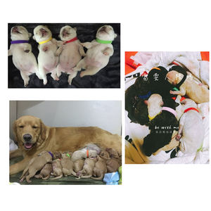 AMZ Hot Sell Produkt Velcr0 Comfort Nylon gewebe Haustier halsbänder Welpen-ID-Halsband Identifikation Weiches Kätzchen halsband - Product Image 6