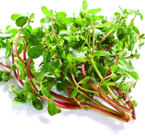 慈元工場供給 ポルタラカエエキス <span class=keywords><strong>10</strong></span>:<span class=keywords><strong>1</strong></span> バルク販売 - Product Image 2