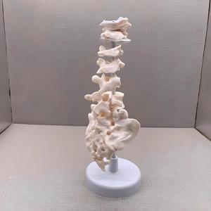 Modèle pédagogique morphologique des vertèbres régionales avec base - Outil éducatif pour les vertèbres <span class=keywords><strong>cervicales</strong></span>, thoraciques, lombaires, sacrales et coccygiennes - Product Image 4