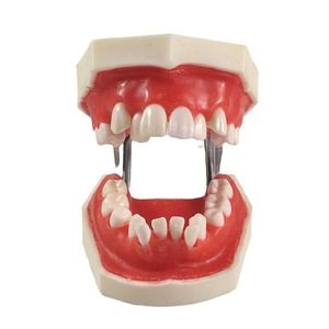 Zahn ärztliche kiefer ortho pä dische Metall halterung mit Typodont-Zahn modell - Product Image 3