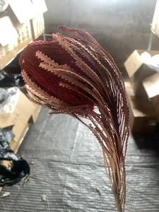 Wholesale 1 Pc Natural Dried Banksia Flowers <strong>Cotton</strong> Type for Home Events Decor &amp; DIY Wedding Mother's Day Arrangements - Product Image 2