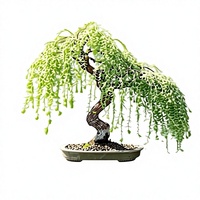 30+ Pohon Bonsai Weeping Willow - Cabang Runcing Anggun, Pohon Hias Kompak Plastik untuk Dekorasi Dalam/Luar Ruangan Semua Musim