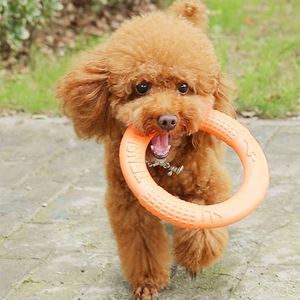 Hoopet Jouet pour chien, anneau à mâcher en EVA pour grands chiens, jouet interactif d'entraînement pour animaux de compagnie, orange, petit, grand - Product Image 4
