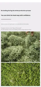 Fabricante de Té Chino Personaliza <span class=keywords><strong>el</strong></span> Té <span class=keywords><strong>Verde</strong></span> <span class=keywords><strong>para</strong></span> Bajar de Peso, Té de Longevidad de Zhangjiajie - Product Image 2