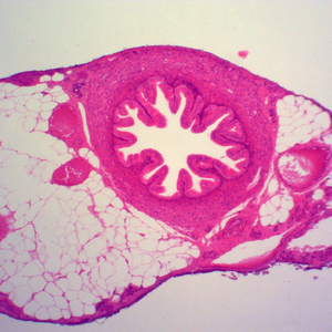 China-made Mixed Animal Pathology Prepared Slides Set Glass Microscope Slides for Medical Teaching in University and <strong>Lab</strong> - Product Image 3