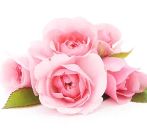 High concentrate rose frangrance oil used for candle making, good smell and long lasting