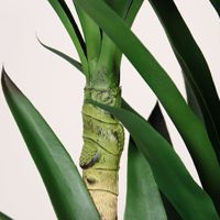 Plante artificielle en sisal plastique en pot pour l'intérieur et l'extérieur, pour la décoration de la maison, du bureau, du jardin, décoration intérieure, plantes artificielles, faux arbre